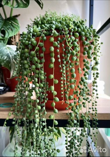 Сенецио (крестовник) Роули