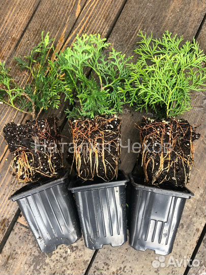Укорененные черенки туи смарагд
