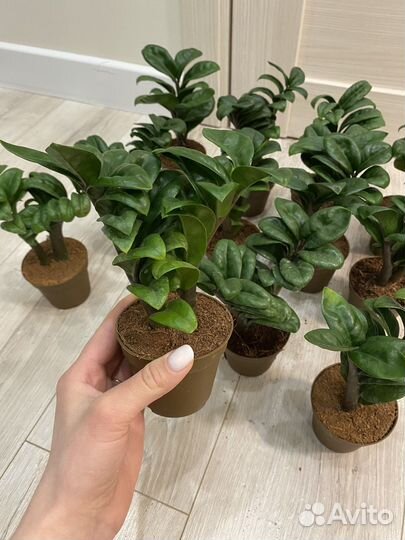 Замиокулькас зензи жук