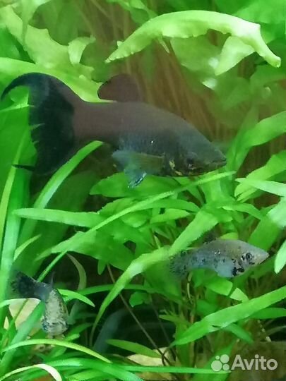Аквариумная рыба