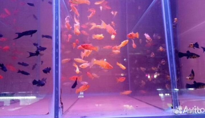 Рыбки и растения, доставка Москва от 1 часа