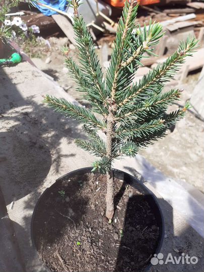 Голубая елочка