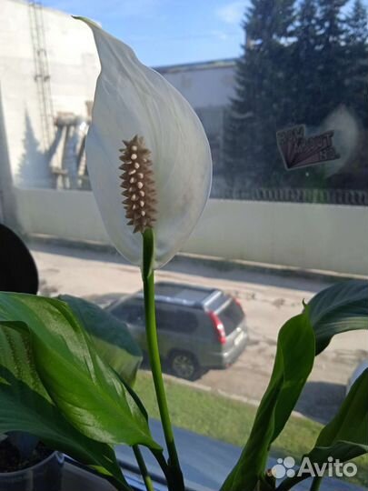 Спатифиллум