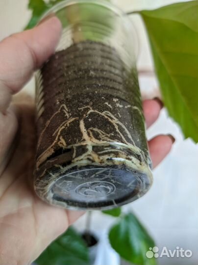 Гибискусы на подвои