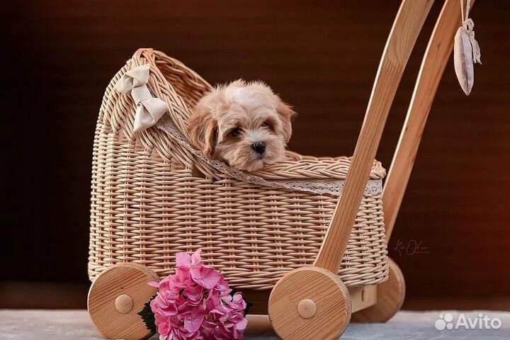 Щенки мальтипу мини