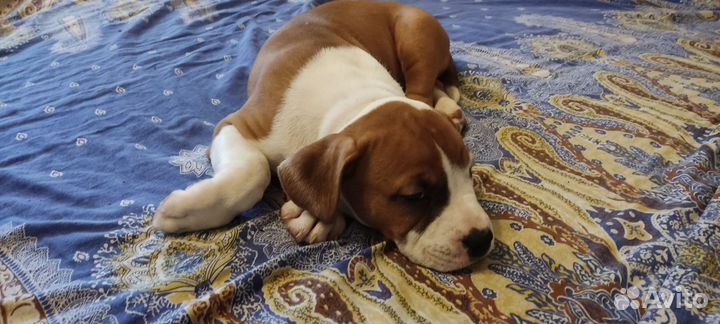 Щенки Стаффорда