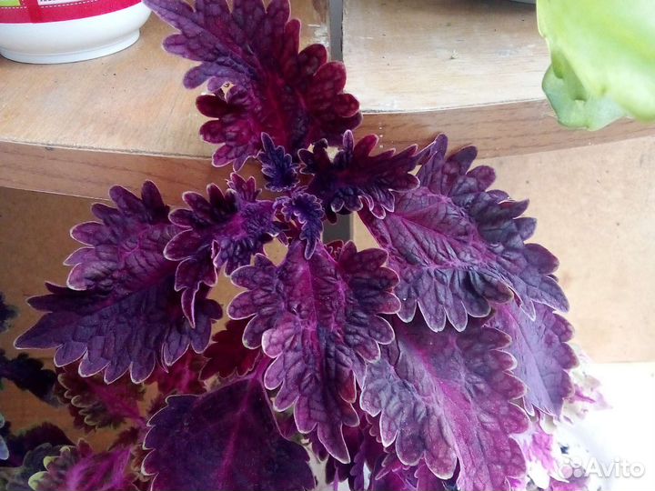 Плектрантус или домашняя мята и др