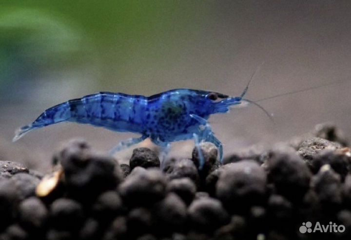 Аквариумные рыбки Водорослеед Цветной Петушок