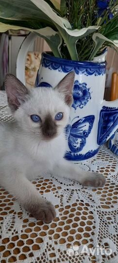 Тайские котята с документами