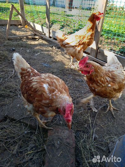 Куры несушки