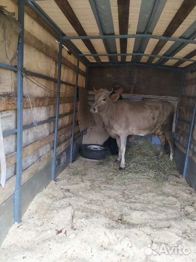 Перевозка с/х животных, коров, крс, домашних живот