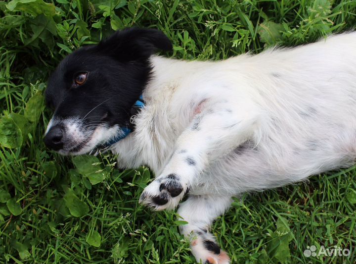 Собачка метис с вельш- корги в дар