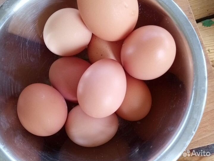 Домашние куриные яйца