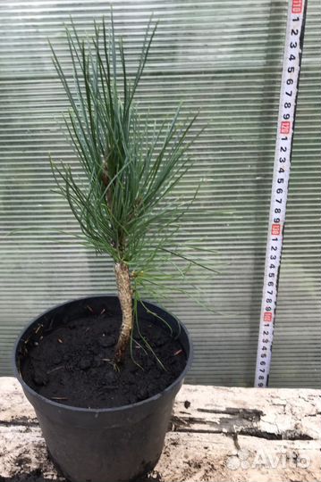 Кедр привитый