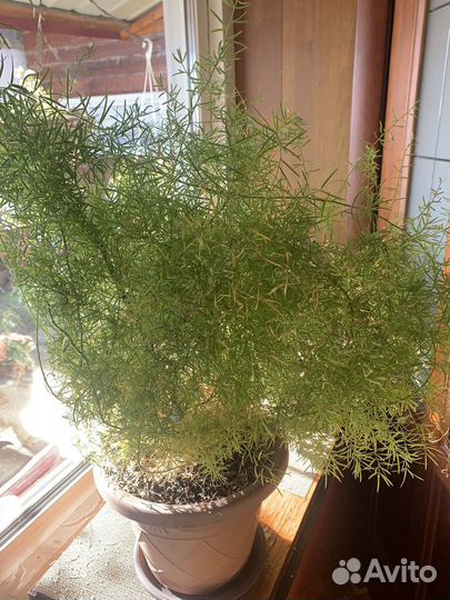 Хлорофитум и аспарагус