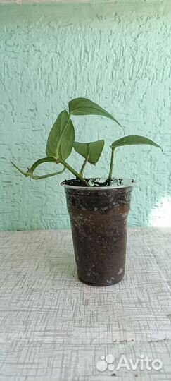 Эпипремнум/ сциндапсус