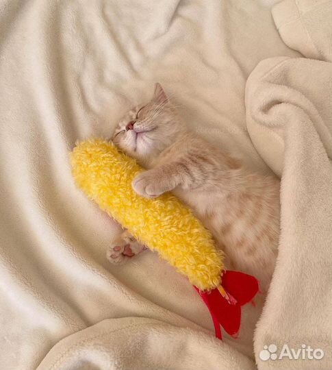 Передержка питомца