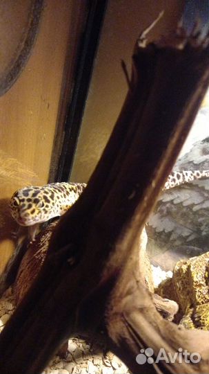 Эублефар со всем необходимым