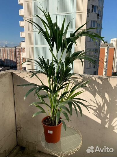 Пальма Ховея