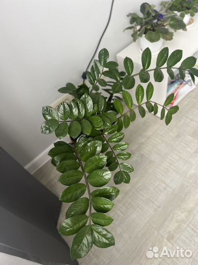 Замиокулькас цветущий, долларовое дерево