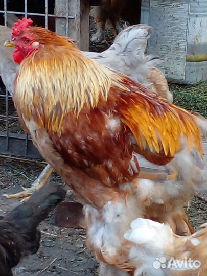 Куры молодки