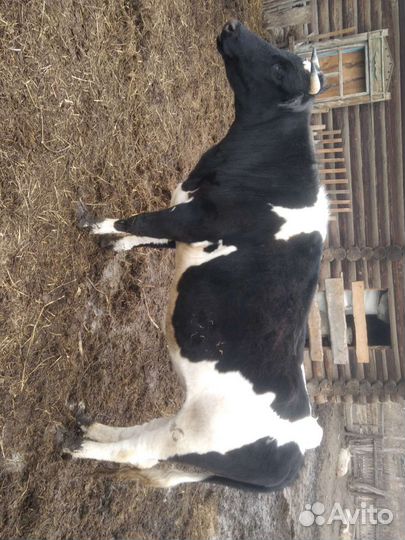 Телка стельная