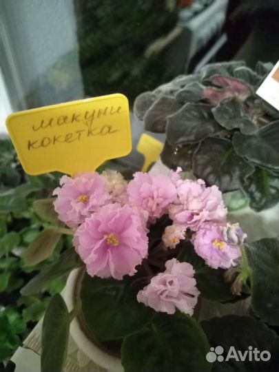 Фиалки продажа