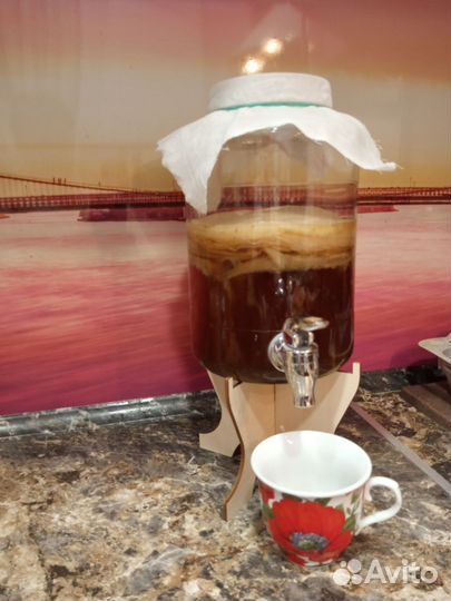 Чайный гриб комбуча