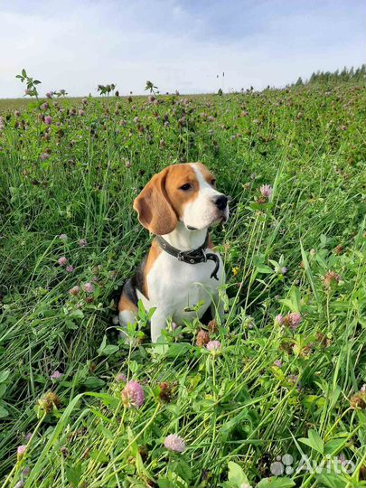 Щенки бигль