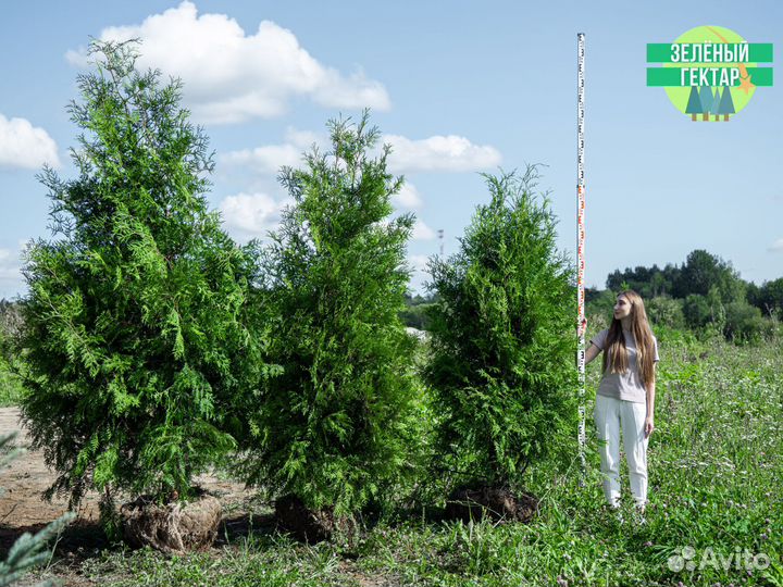 Туи брабант 200 см свежая копка 2023