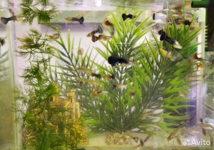 Аквариумные рыбки