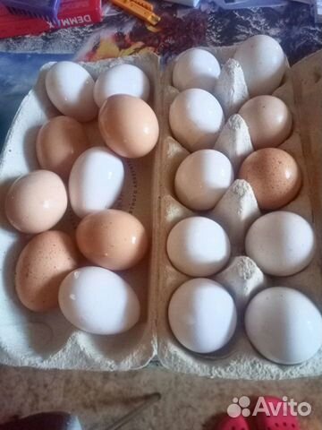Инкубационное яйцо кур,уток и перепелов селадонов