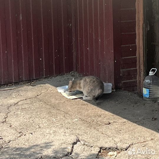Кошечка в добрые руки