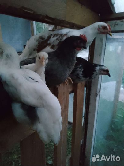 Цыплята разного возраста