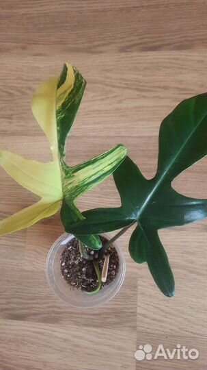 Филодендрон magic mask