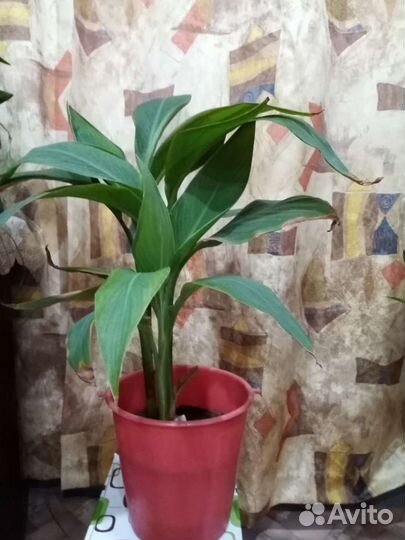 Цветы комнатные