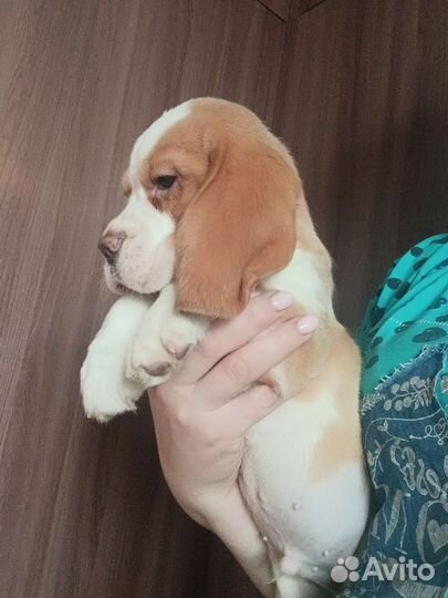 Щенки бигля