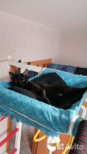Кошечка в добрые руки