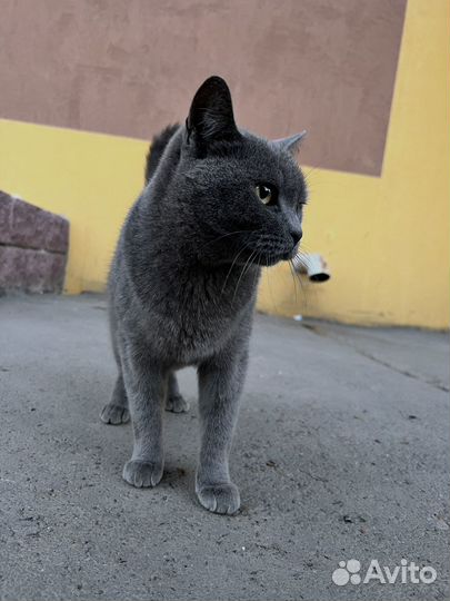 Русская голубая