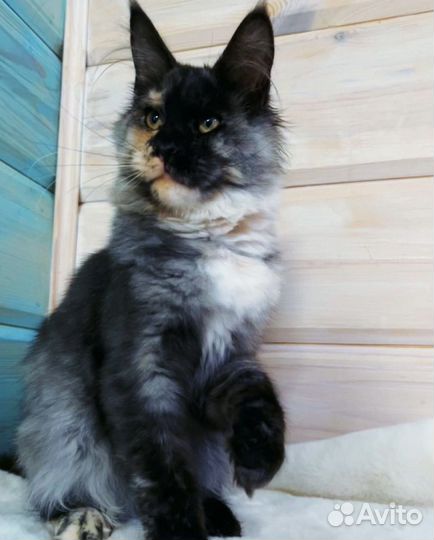 Мейн-кун в добрые руки