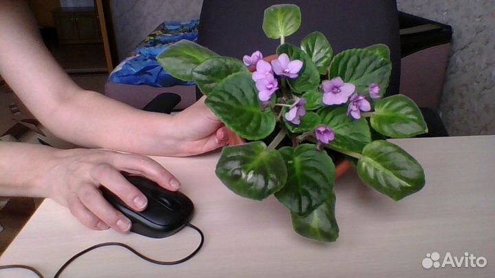 Цветы фиалки