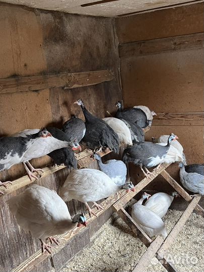 Семья Цесарок