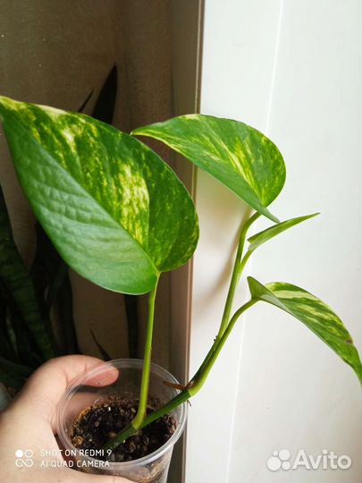 Колеус, сциндапсус