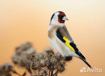 Птица шеголь