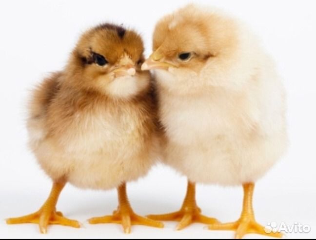 Суточные цыплята, утята, индюшата, гусята, цесарят
