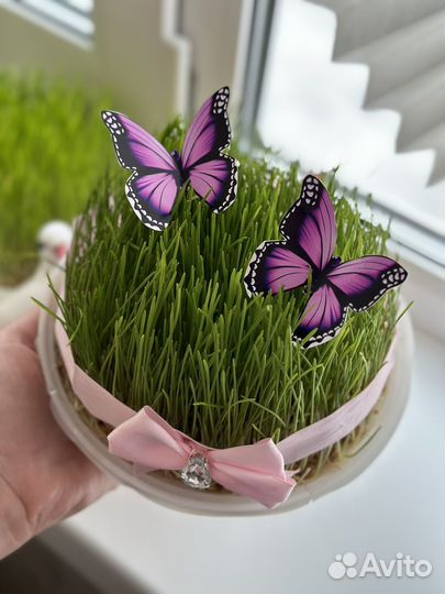 Семени на Новруза