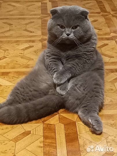 Британский кот вязка