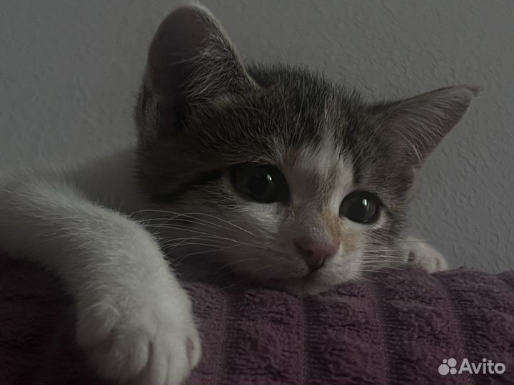 Кошечка в добрые руки