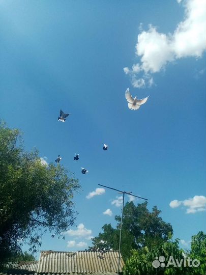 Утки, Гуси, Голуби,Куры