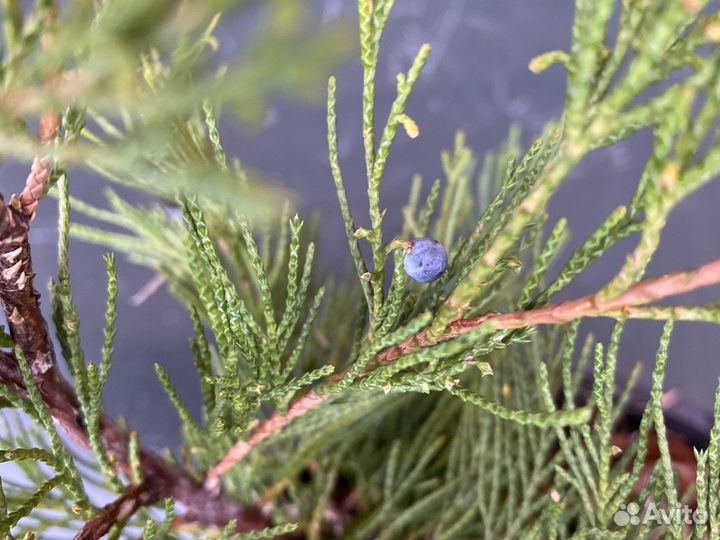 Можжевельник виргинский